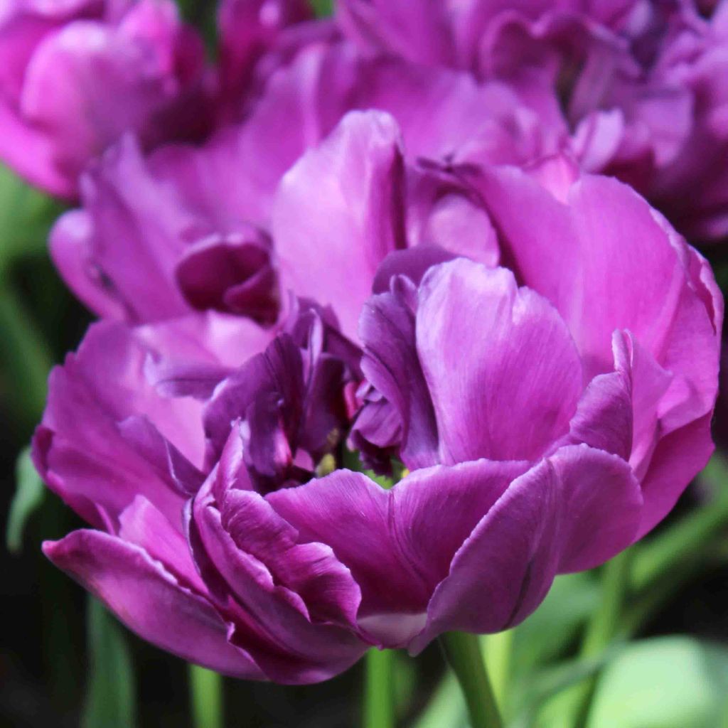 Tulipe Double Hative Purple Pion