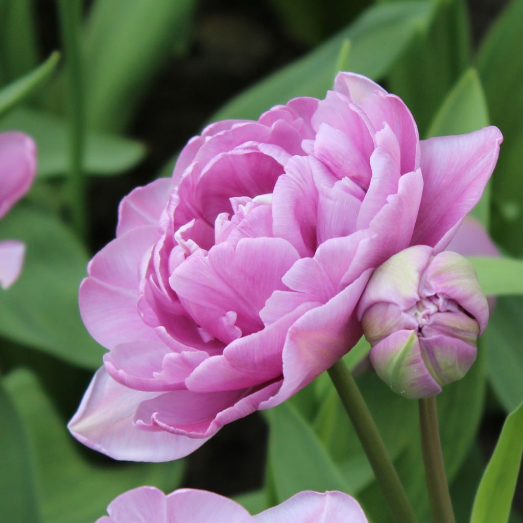 Tulipe Double Lilac Perfection