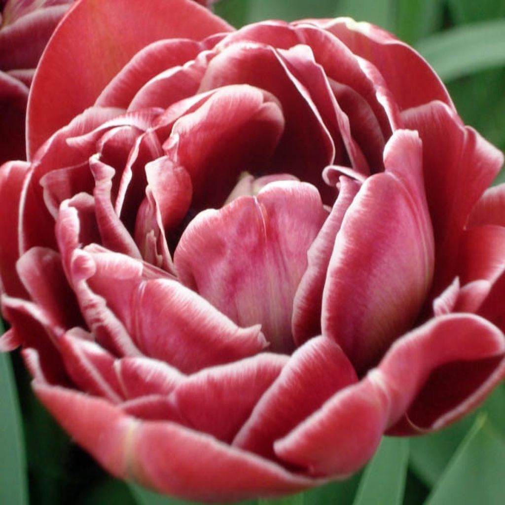Tulipe Double Tardive Dream touch