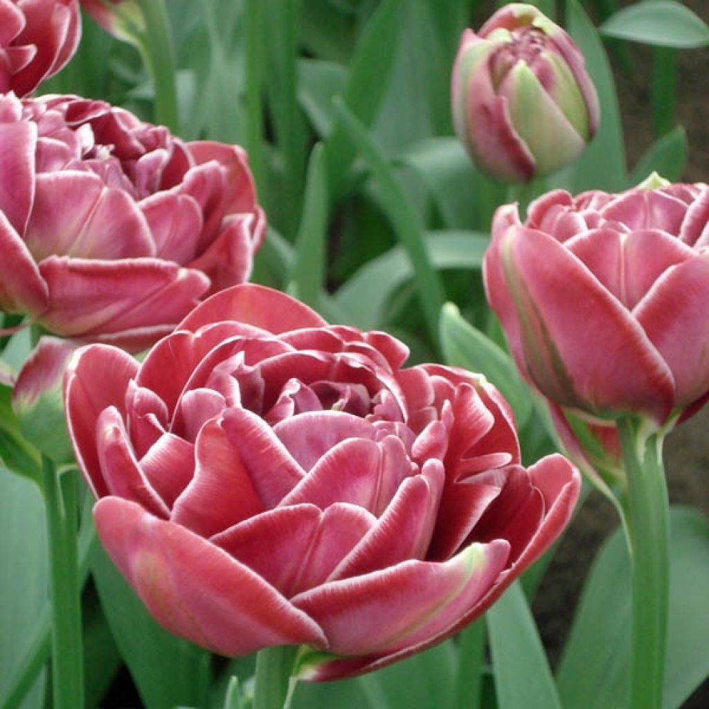 Tulipe Double Tardive Dream touch