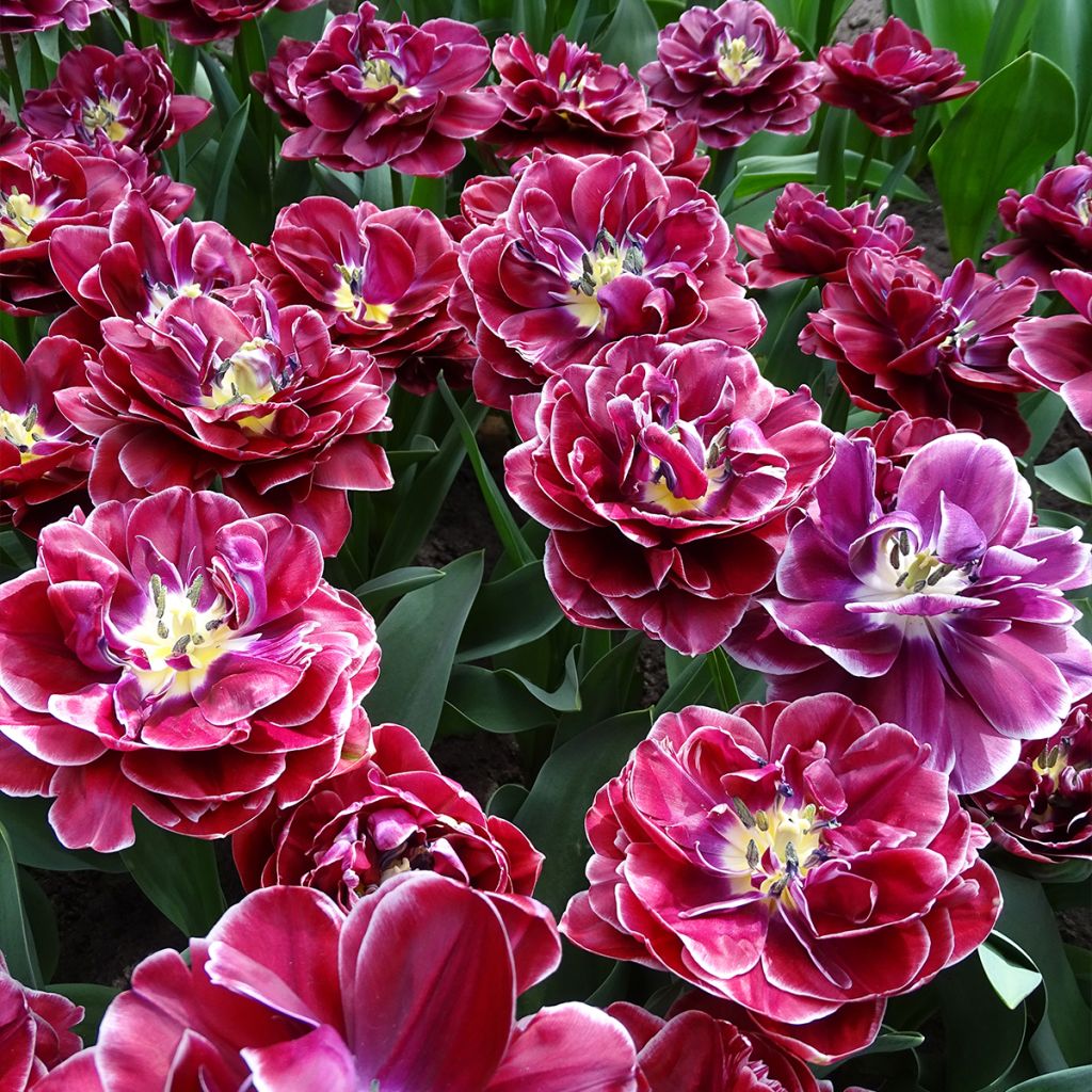 Tulipe double tardive Dream touch