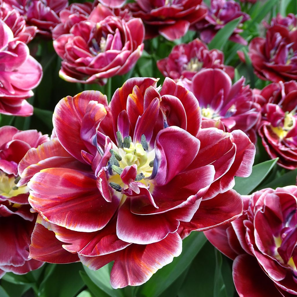 Tulipe double tardive Dream touch