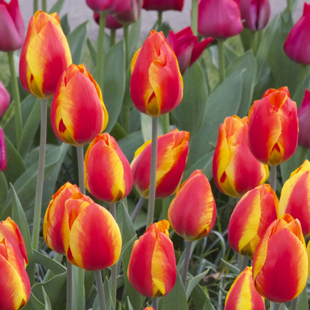 Tulipa Flair - Bulbes de tulipes x20 - Bulbes de fleurs