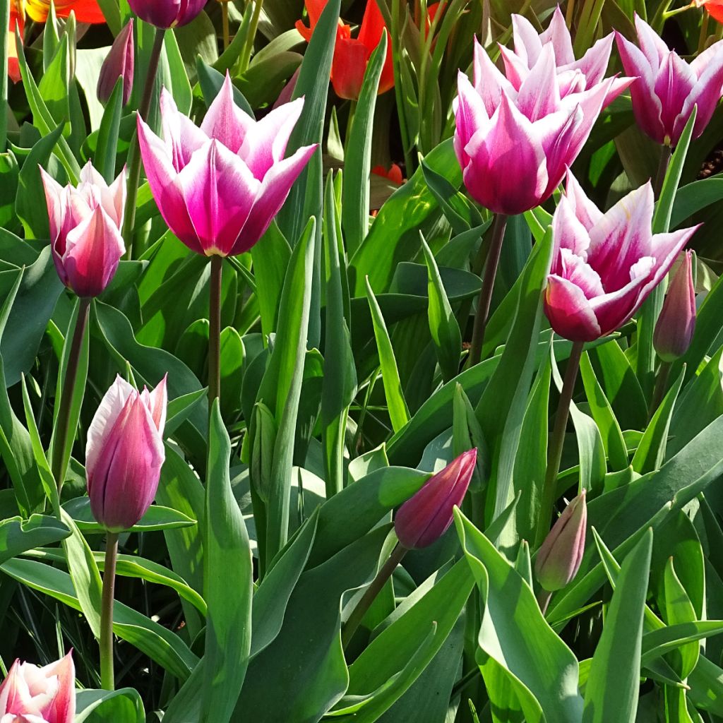 Tulipe Fleur de Lis Claudia