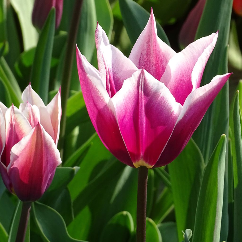 Tulipe Fleur de Lis Claudia