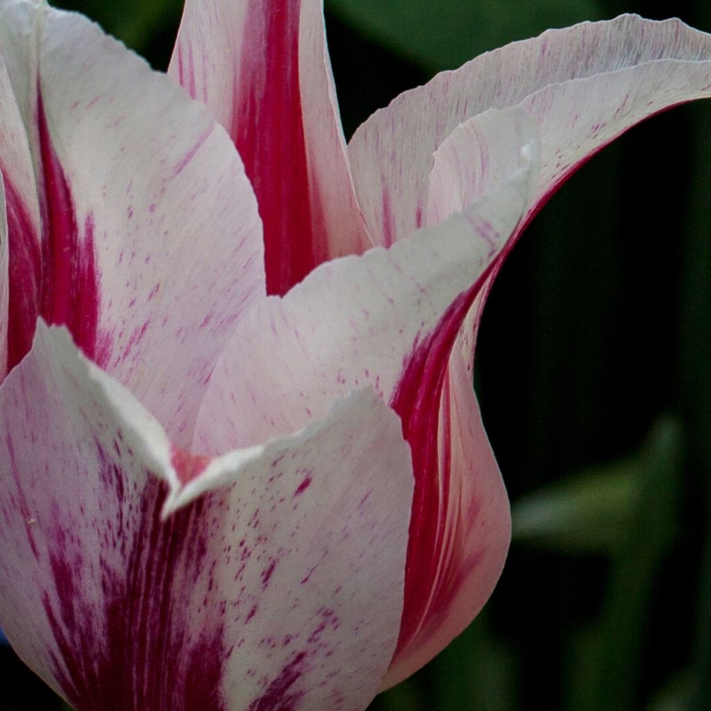 Tulipe Fleur De Lis Marilyn