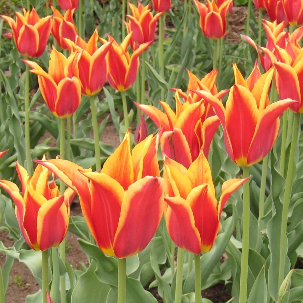 Tulipe Fleur De Lis Synaeda King