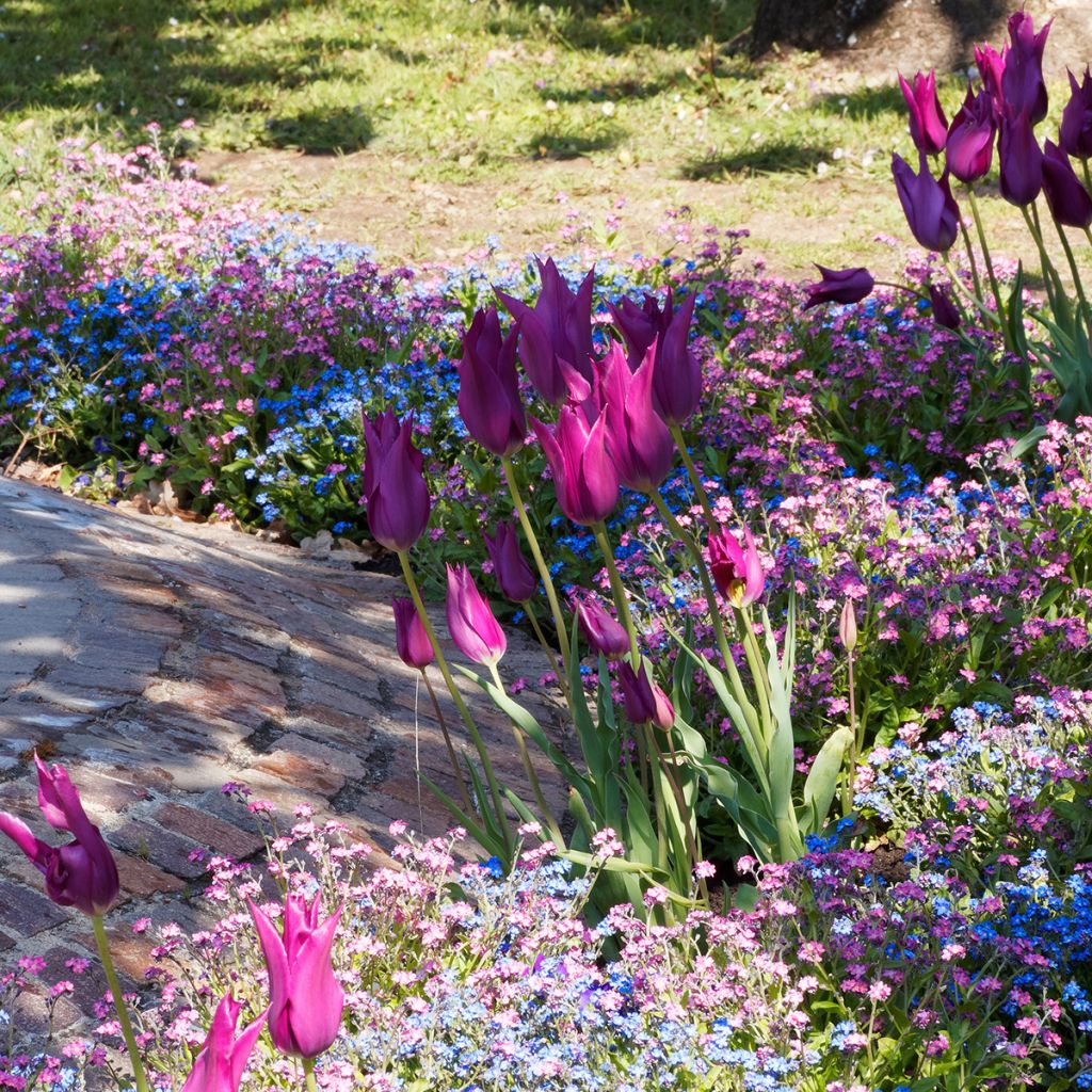 Tulipe Fleur de Lis Burgundy