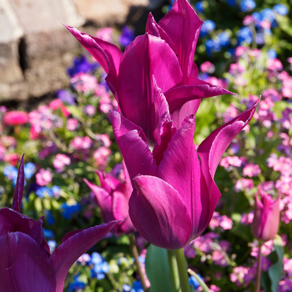 Tulipe Fleur de Lis Burgundy