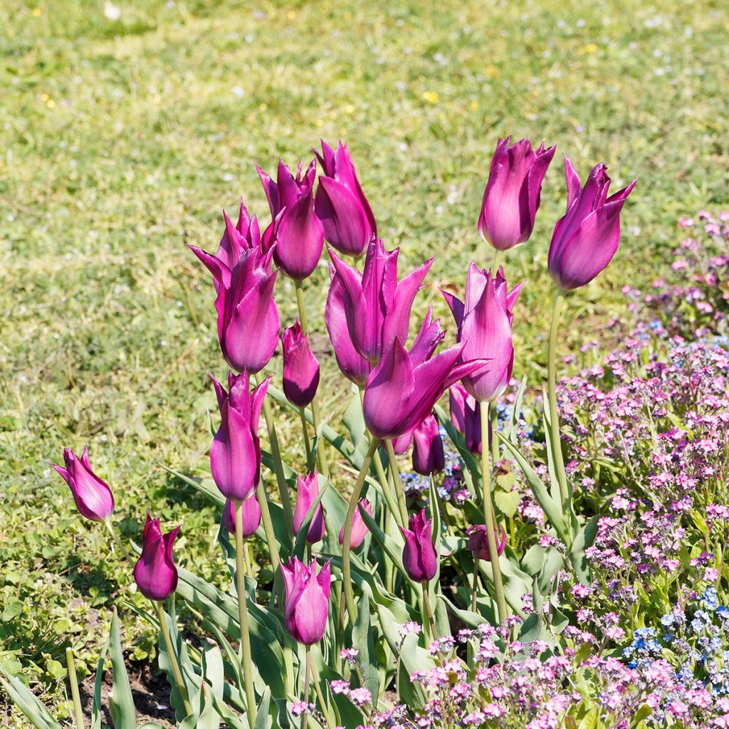 Tulipe Fleur de Lis Burgundy