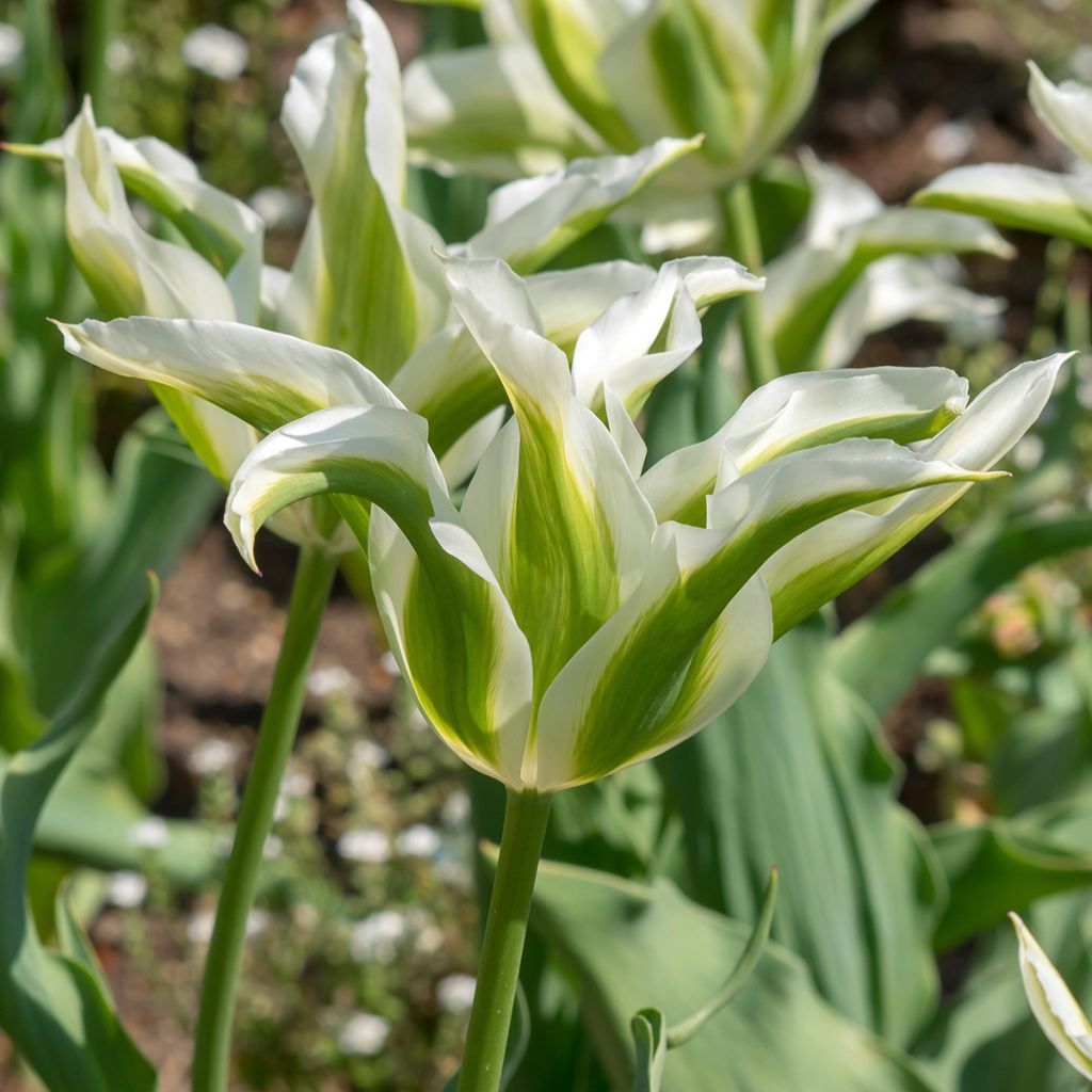 Tulipe Fleur de Lis Greenstar