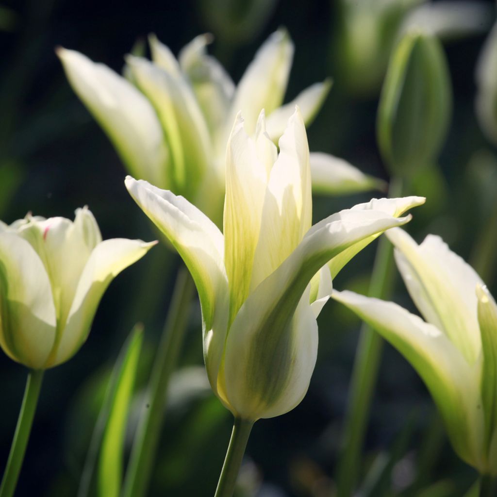 Tulipe Fleur de Lis Greenstar