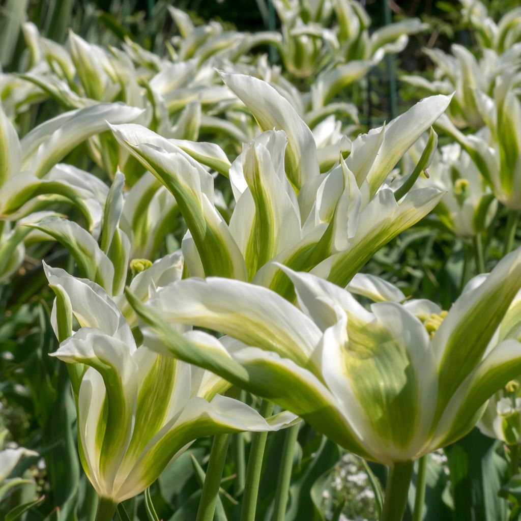 Tulipe Fleur de Lis Greenstar