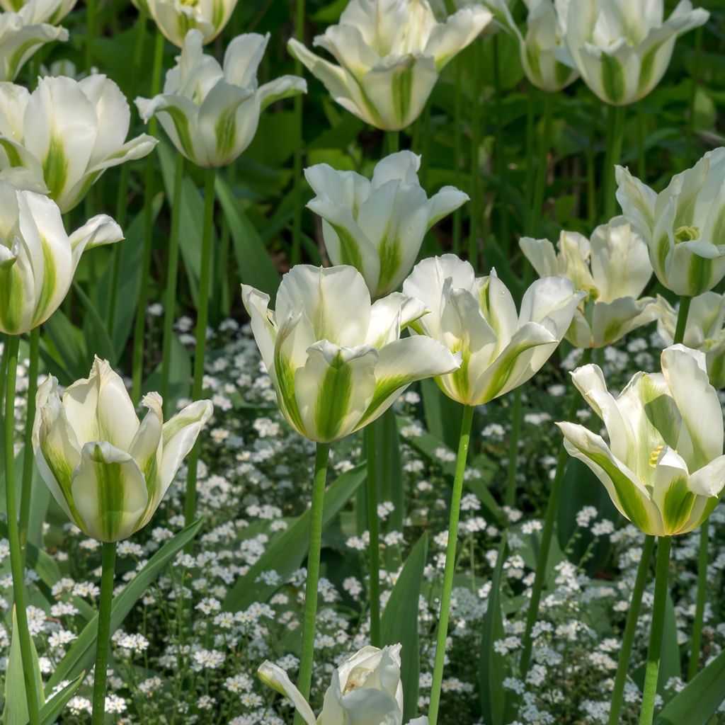 Tulipe Fleur de Lis Greenstar