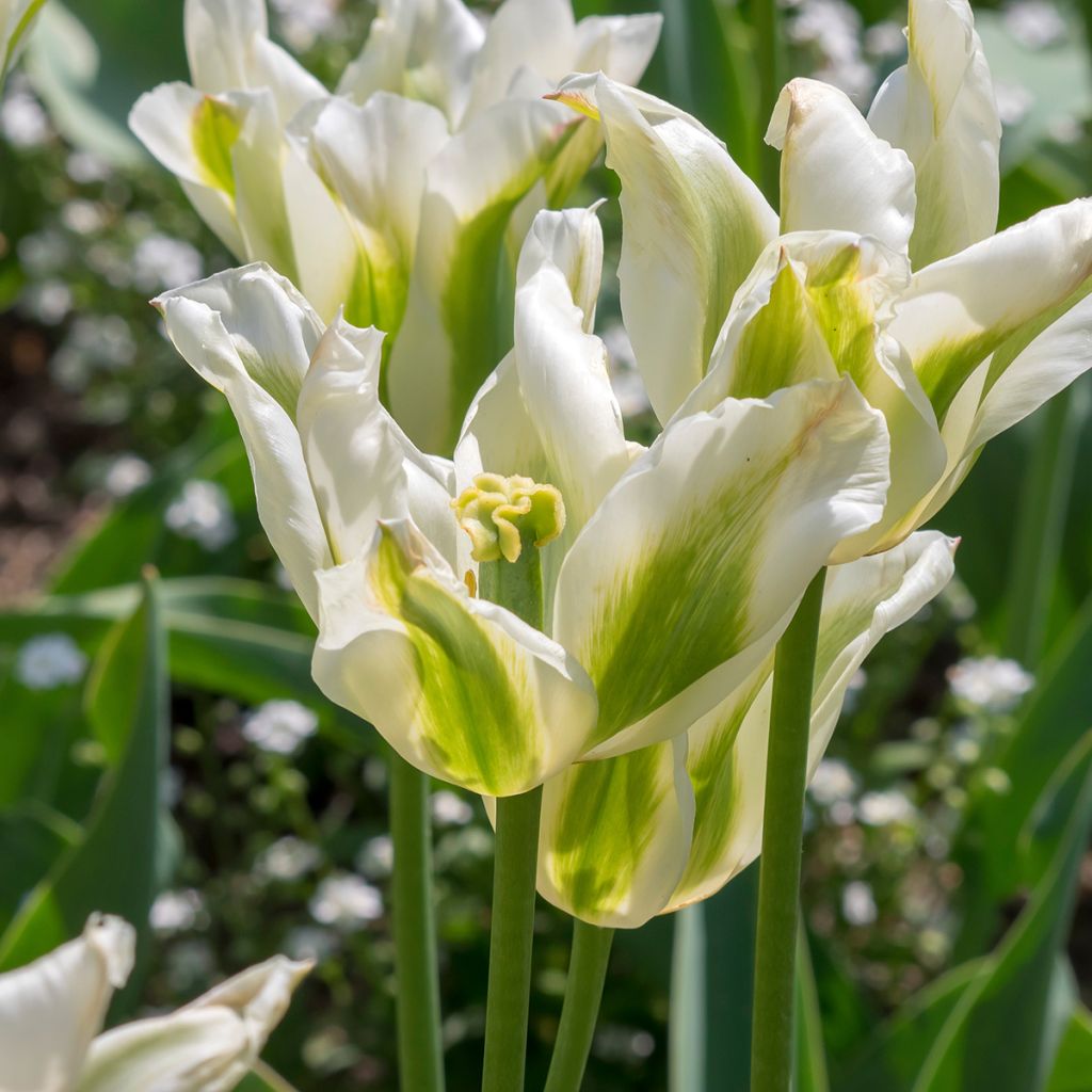 Tulipe Fleur de Lis Greenstar