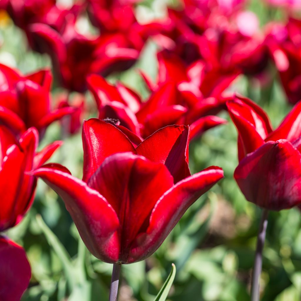 Tulipe Fleur de Lis Lasting Love