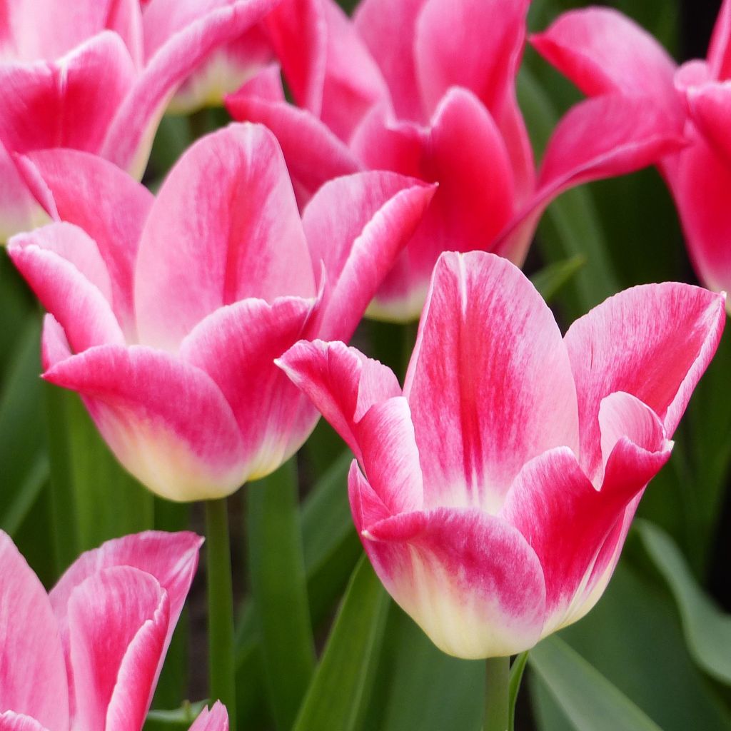 Tulipe Fleur de Lis Romano