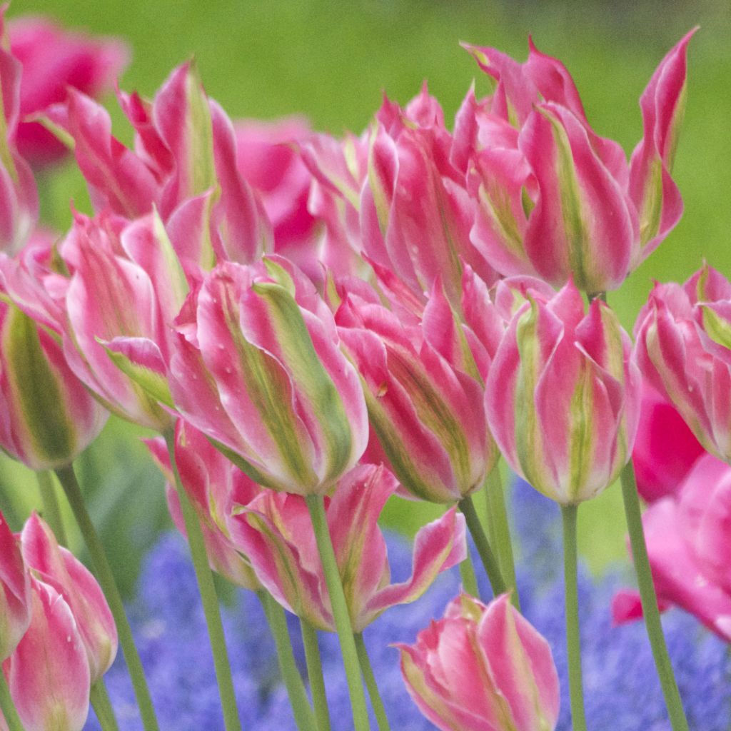 Tulipe Fleur de Lis Virichic