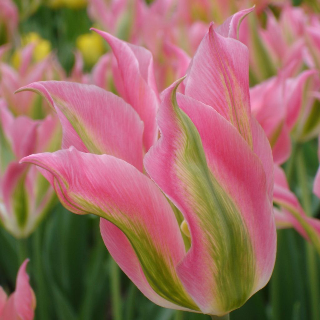 Tulipe Fleur de Lis Virichic