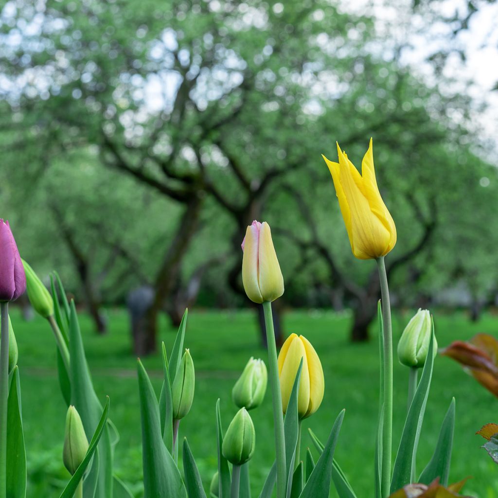 Tulipe Fleur de Lis West Point