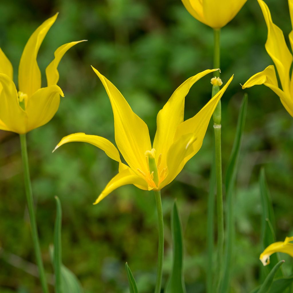 Tulipe Fleur de Lis West Point