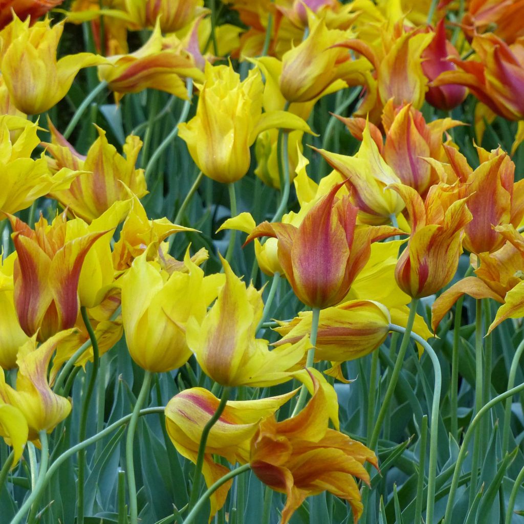 Tulipe Fleur de lys Vendée Globe