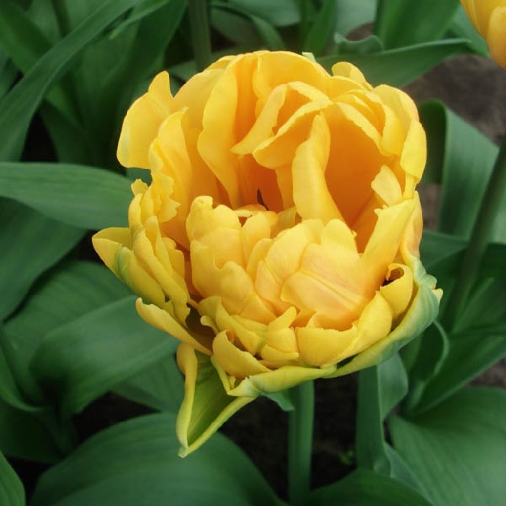 Tulipe Double Hâtive Freeman