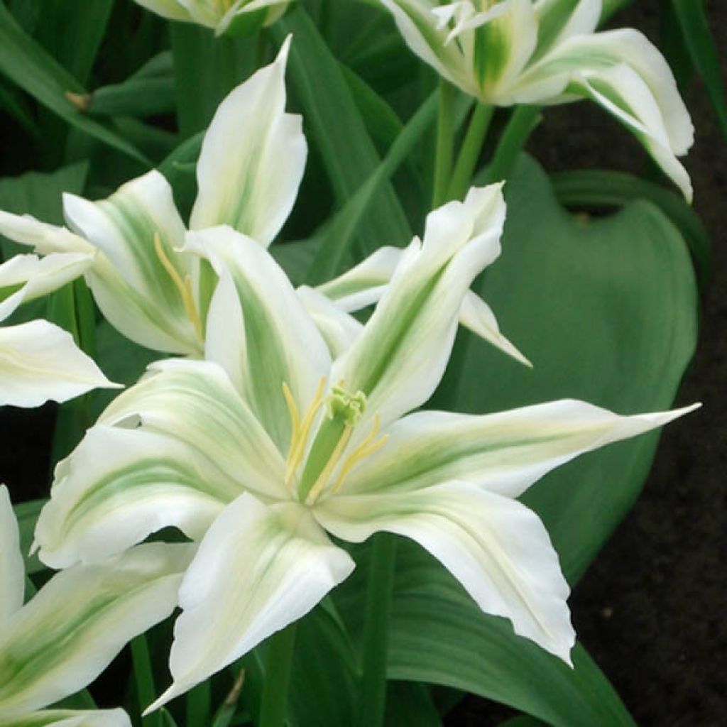 Tulipe Fleur de lis Greenstar