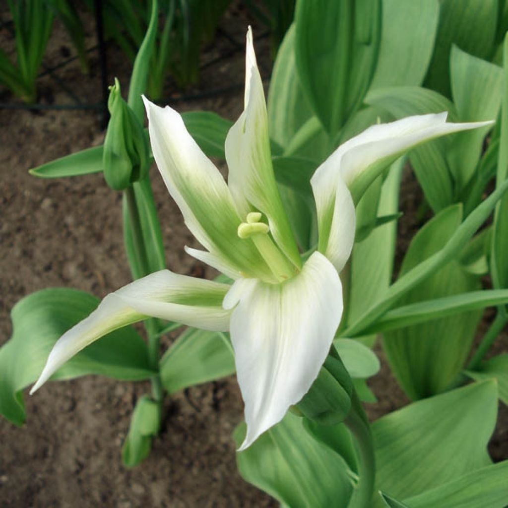 Tulipe Fleur de lis Greenstar
