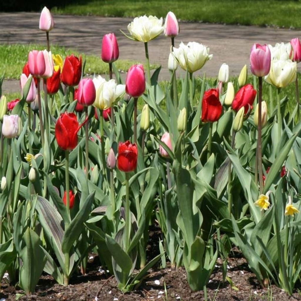 Harmonie Tulipes Lollipops