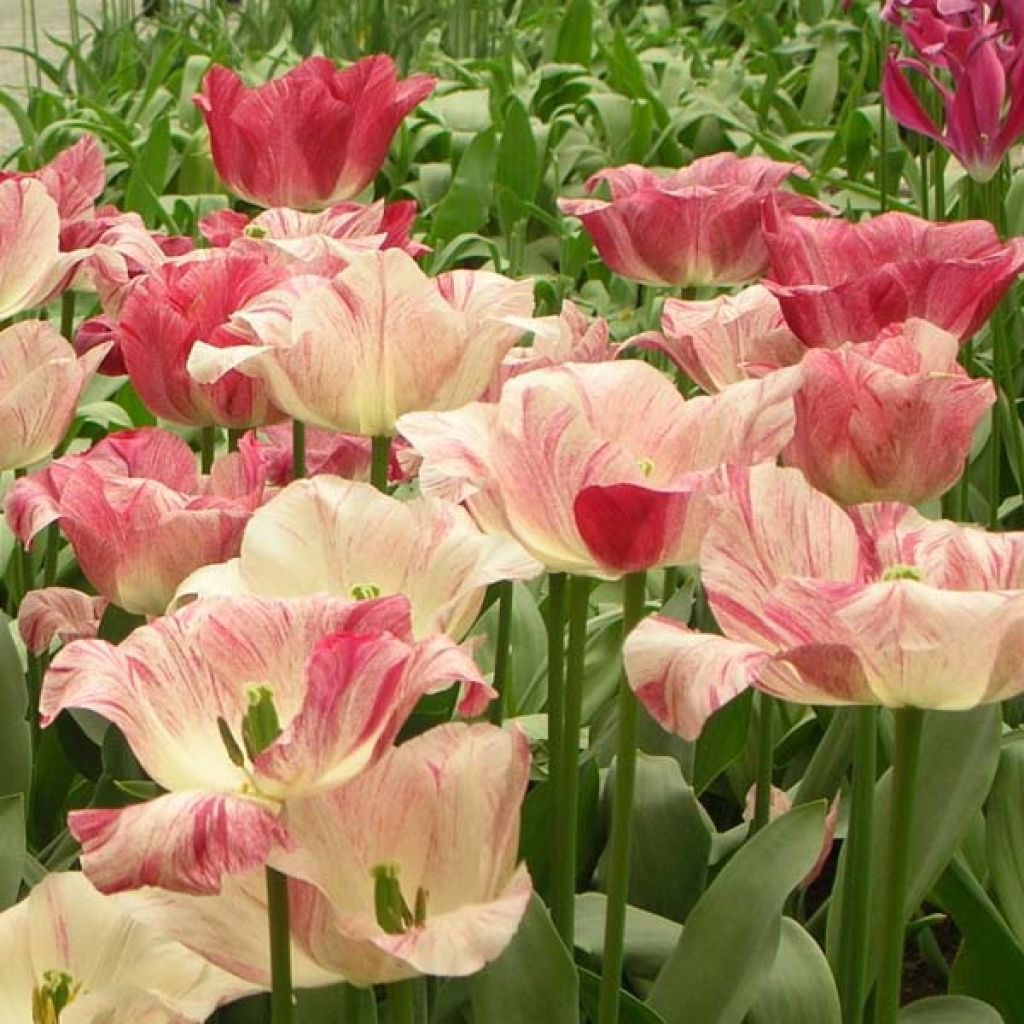 Tulipe Simple Hémisphère