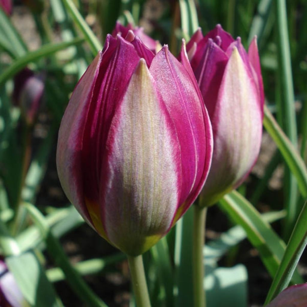 Tulipe Botanique humilis Odalisque