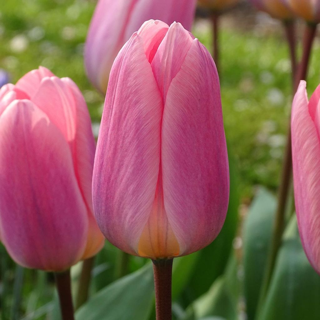 Tulipe Darwin Light and Dreamy