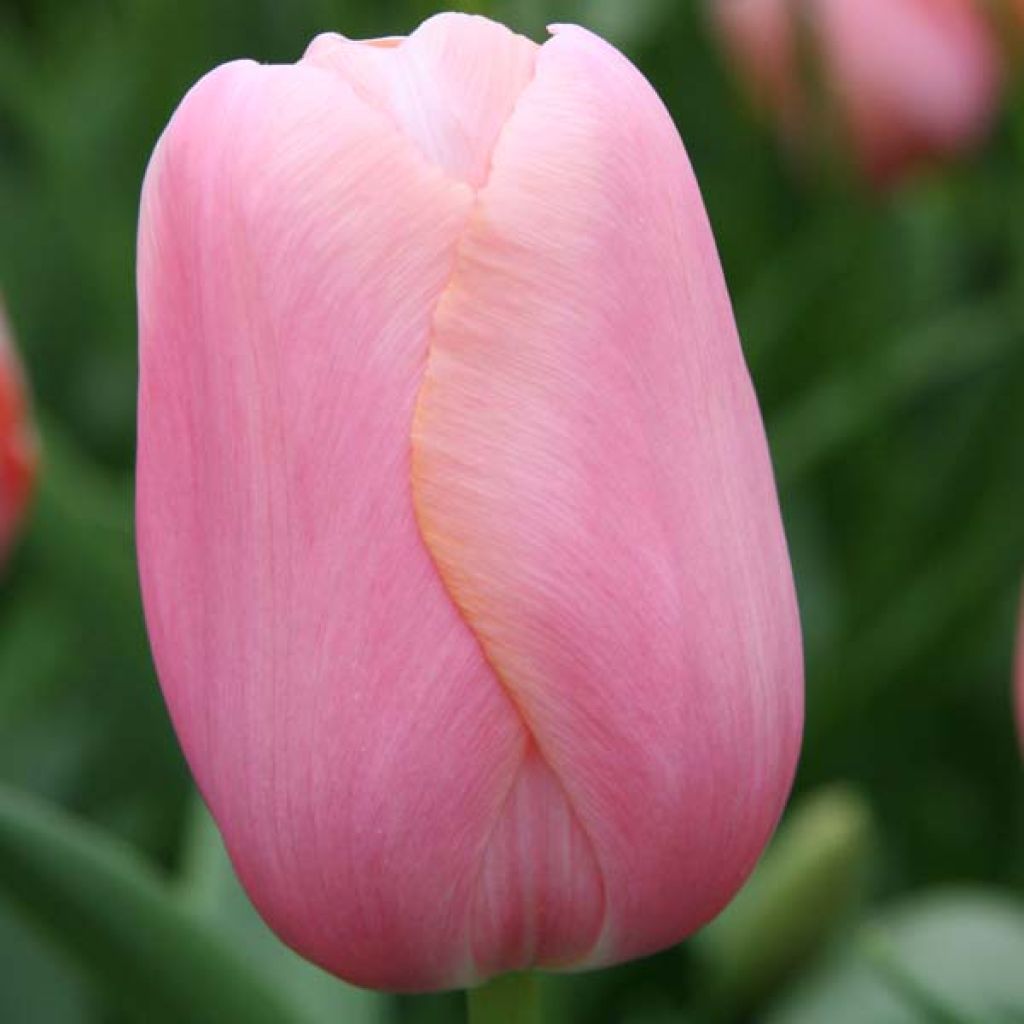 Tulipe Triomphe Menton