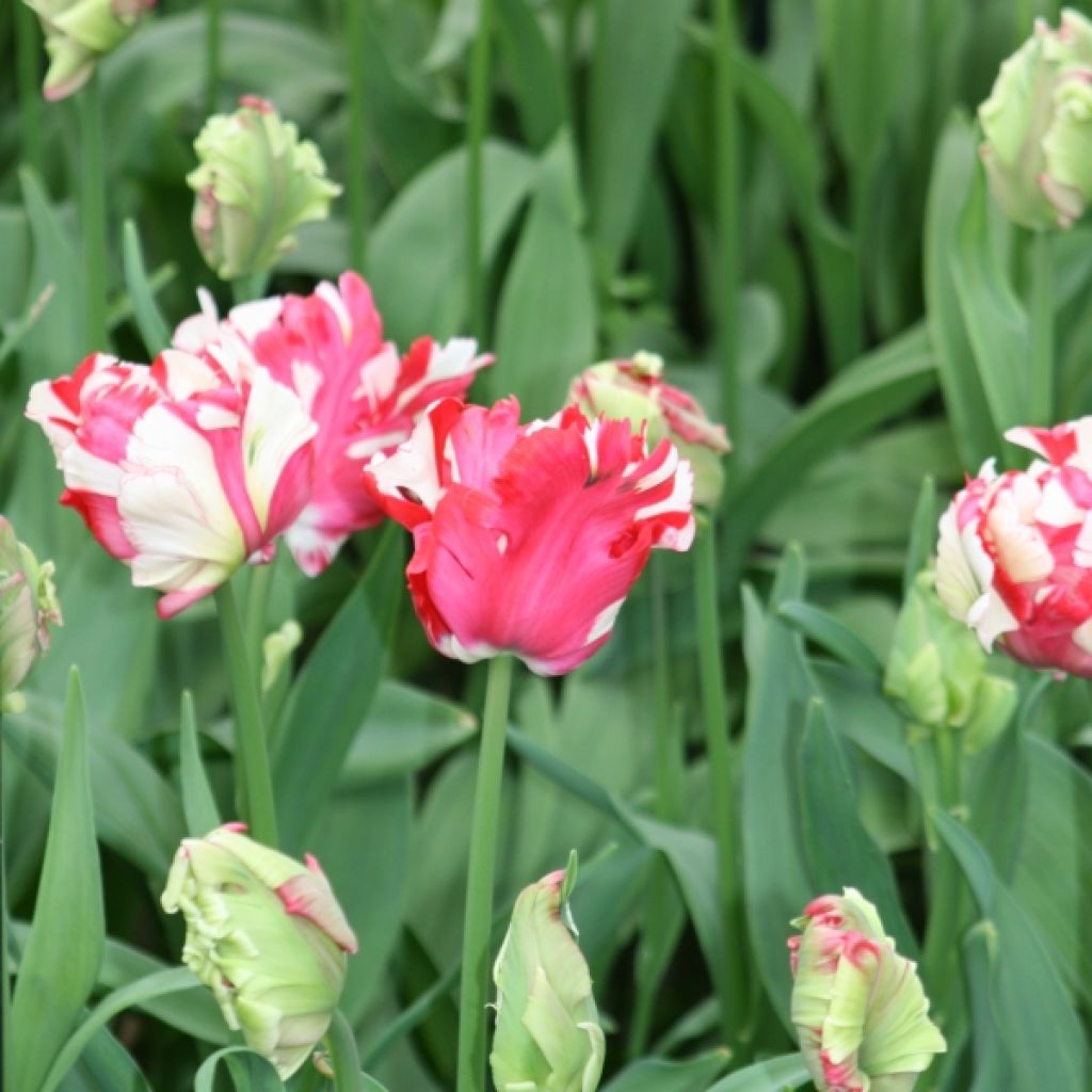 Tulipe Perroquet Estella Rijnveld