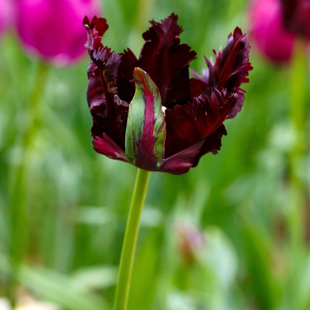 Tulipe Perroquet Black Parrot