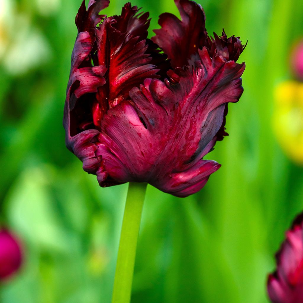 Tulipe Perroquet Black Parrot
