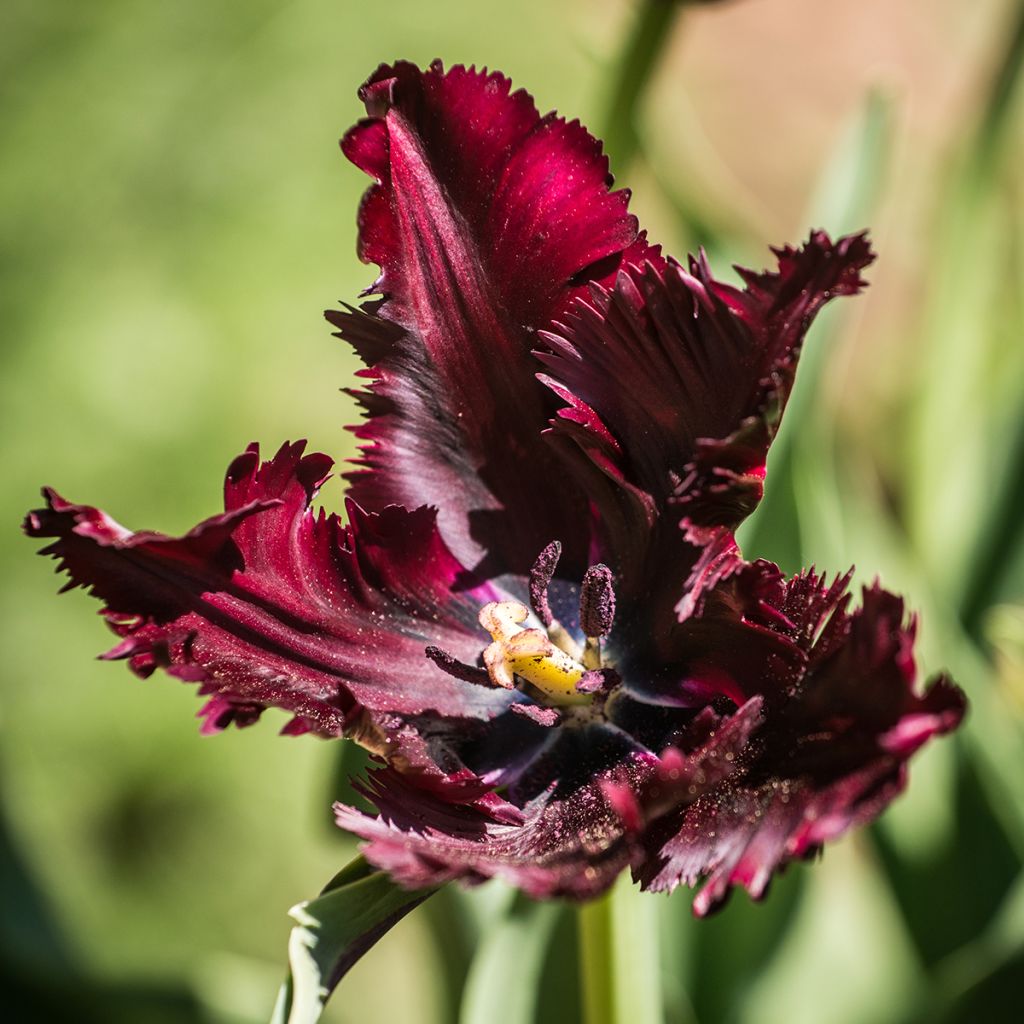 Tulipe Perroquet Black Parrot