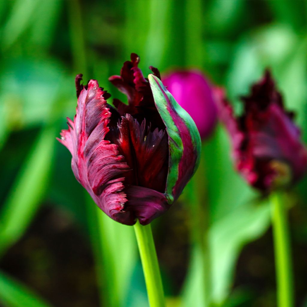 Tulipe Perroquet Black Parrot