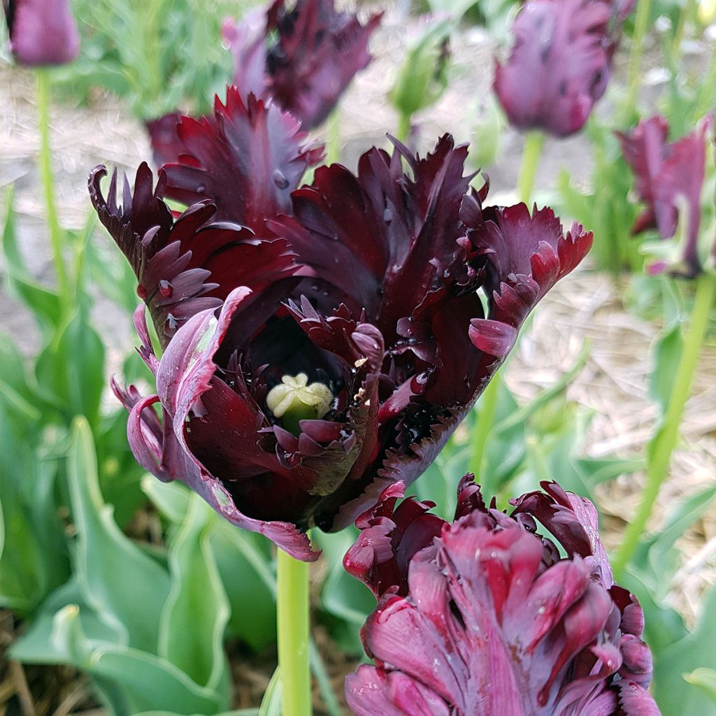 Tulipe Perroquet Black Parrot