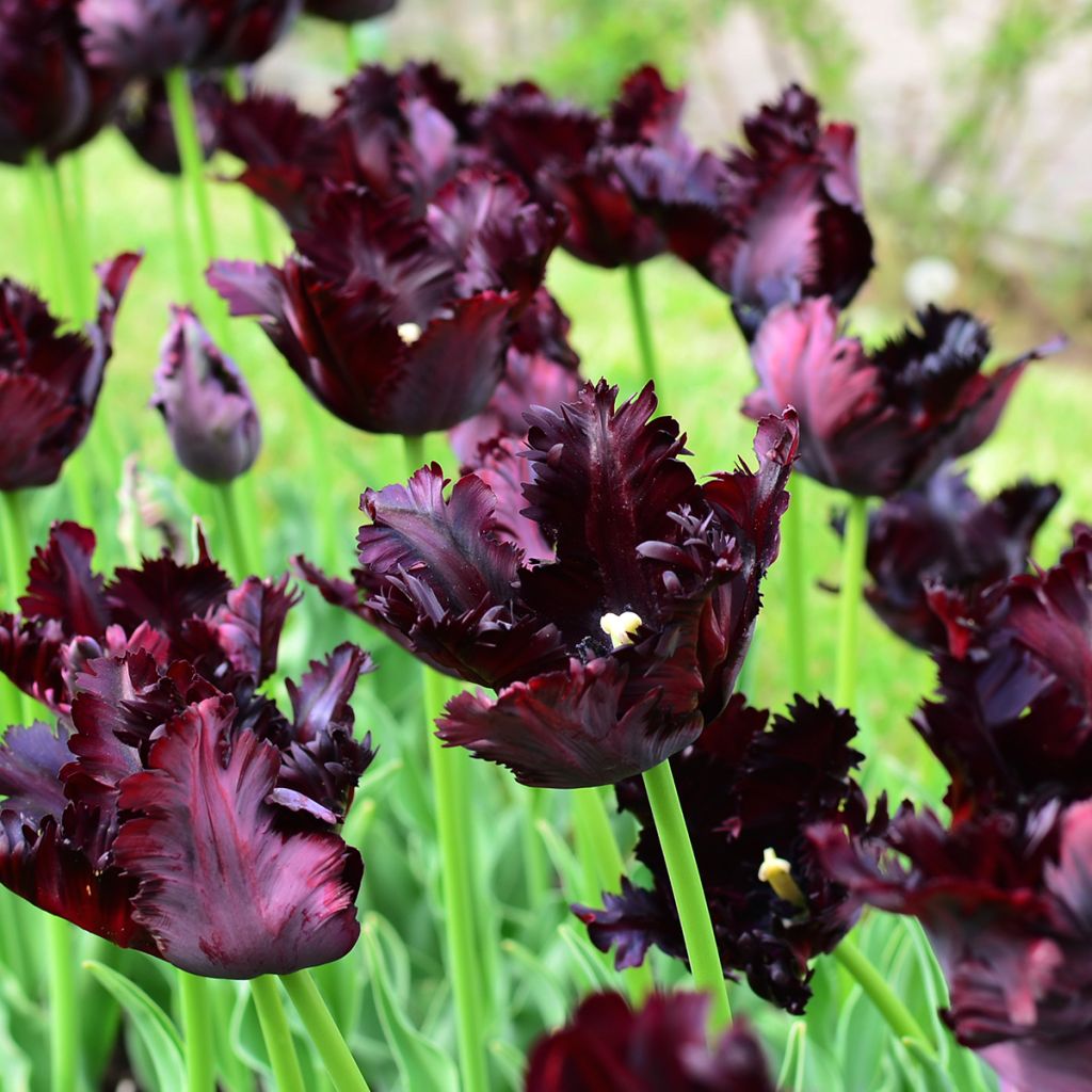 Tulipe Perroquet Black Parrot