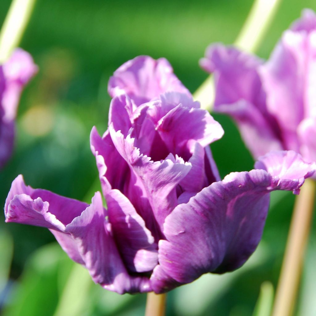 Tulipe Perroquet Blue Parrot