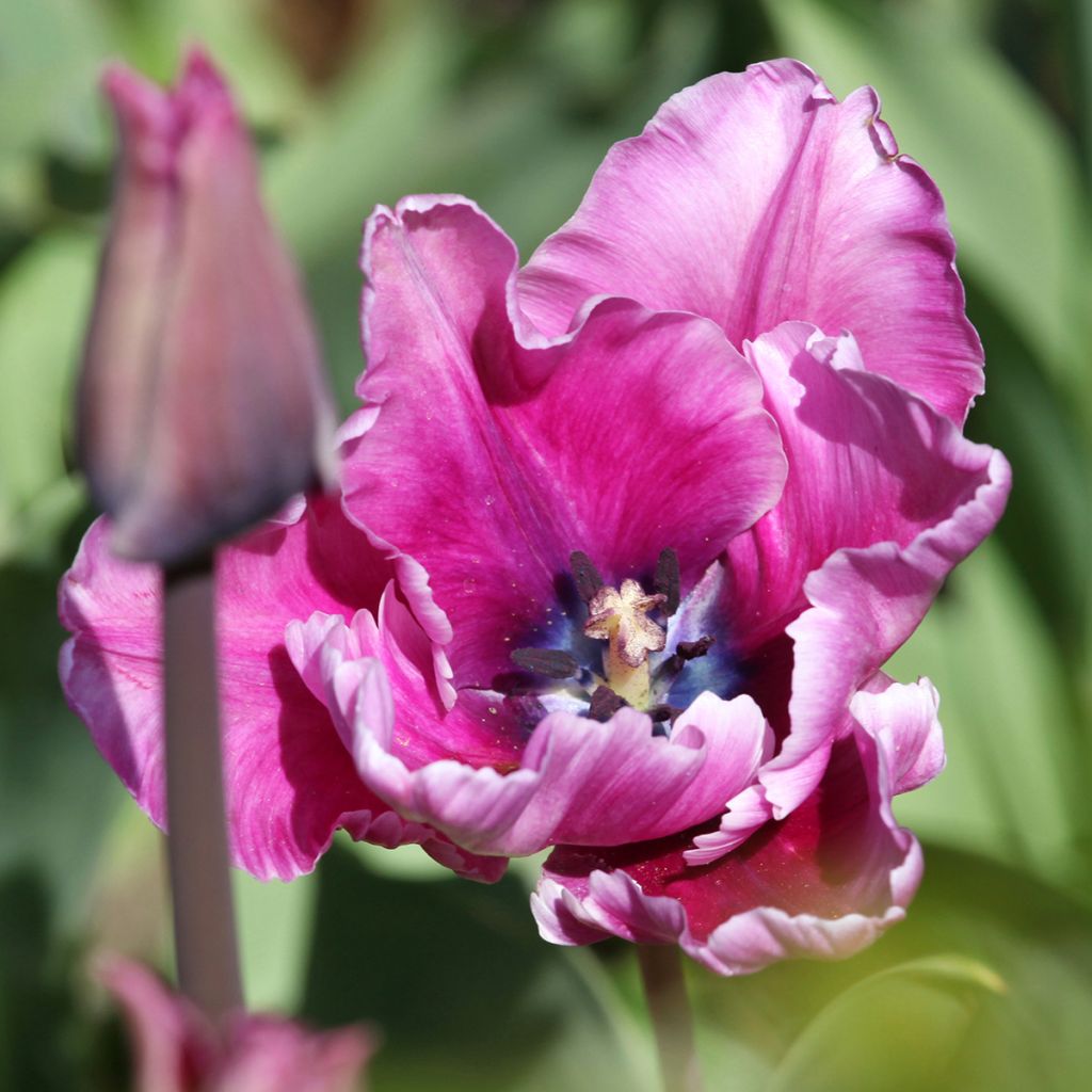 Tulipe Perroquet Blue Parrot