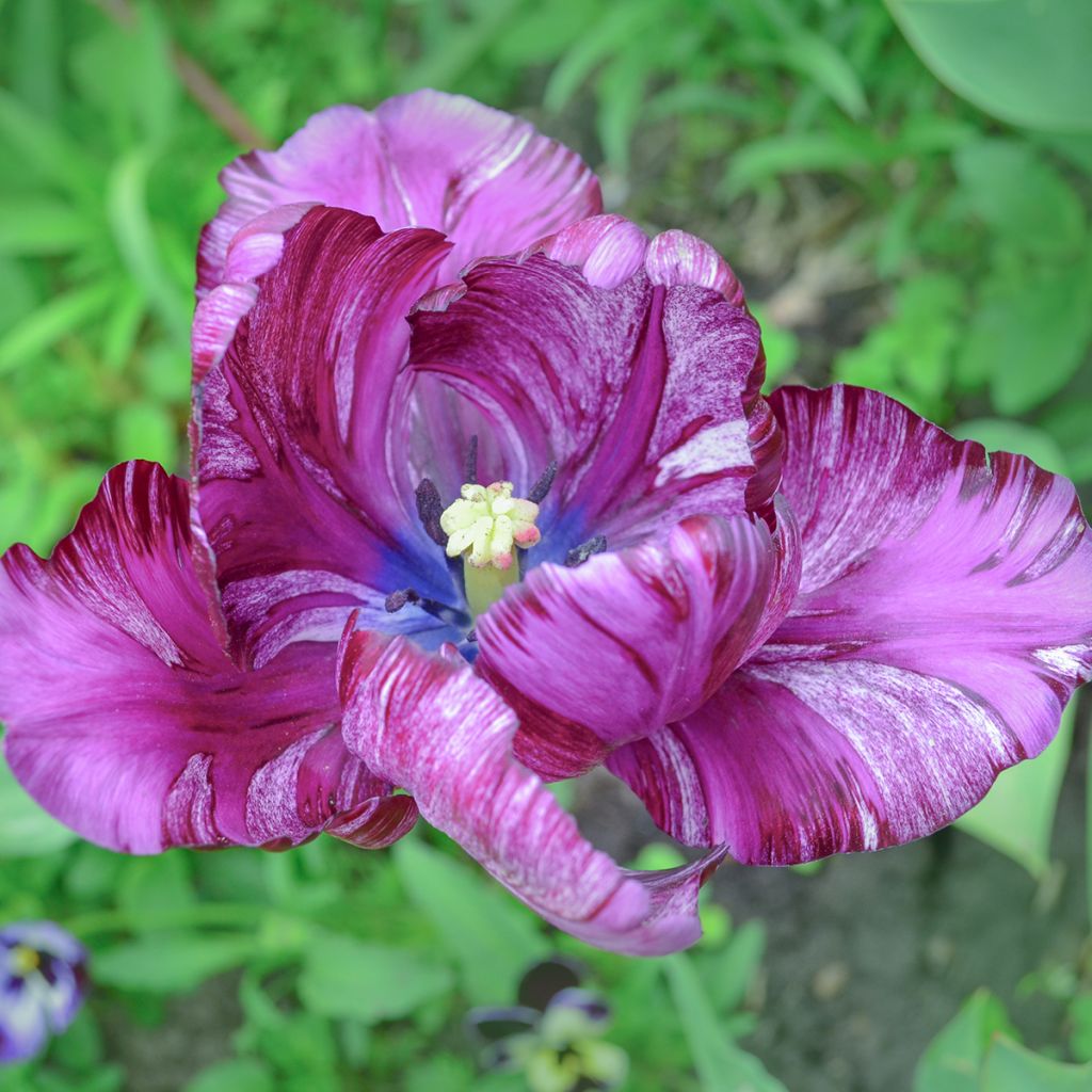 Tulipe Perroquet Blue Parrot