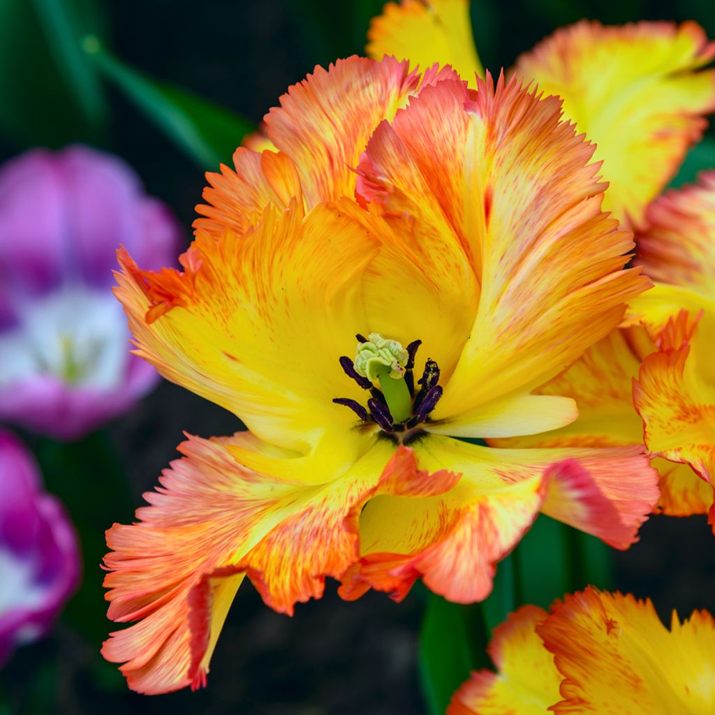 Tulipe Perroquet Caribbean Parrot