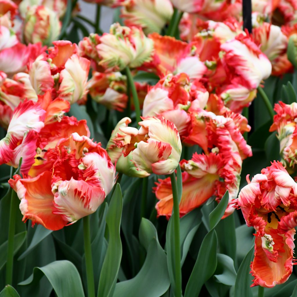 Tulipe Perroquet Estella Rijnveld