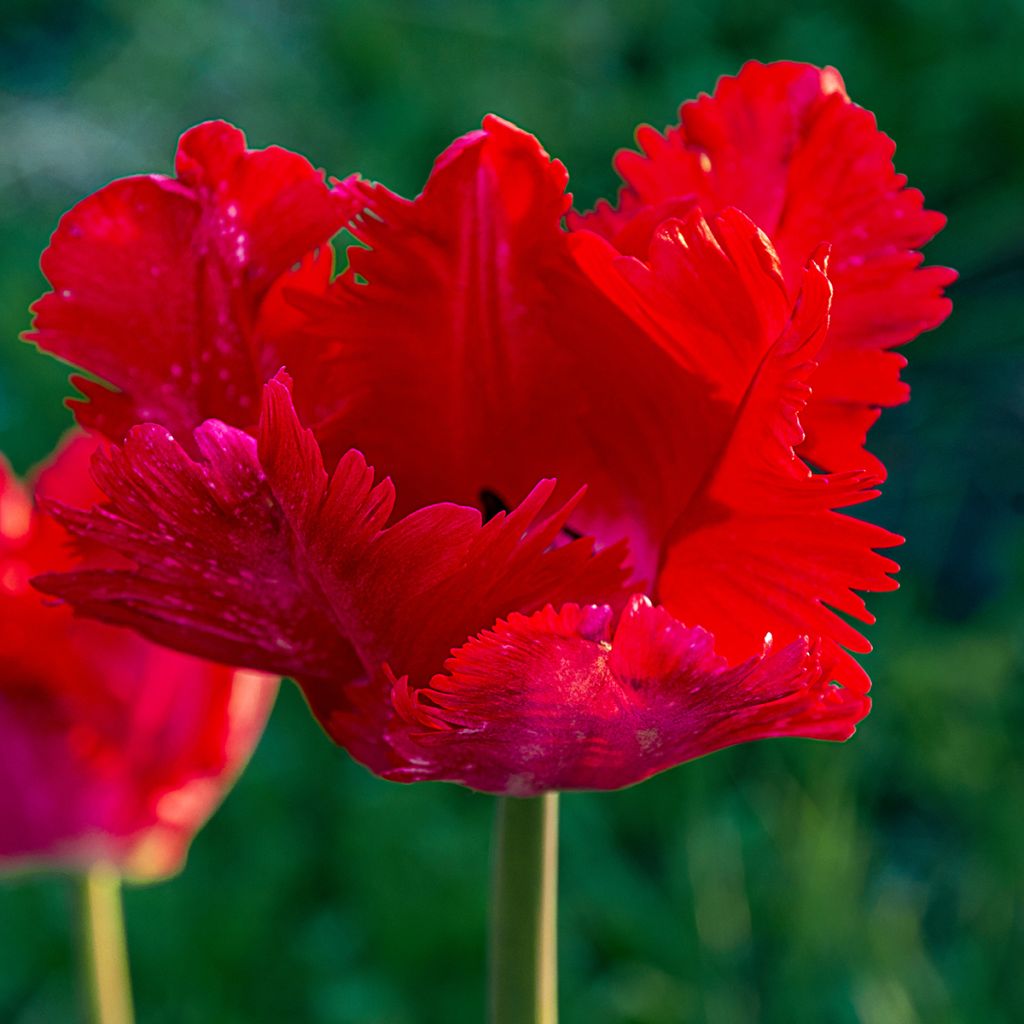 Tulipe Perroquet Exotic Parrot