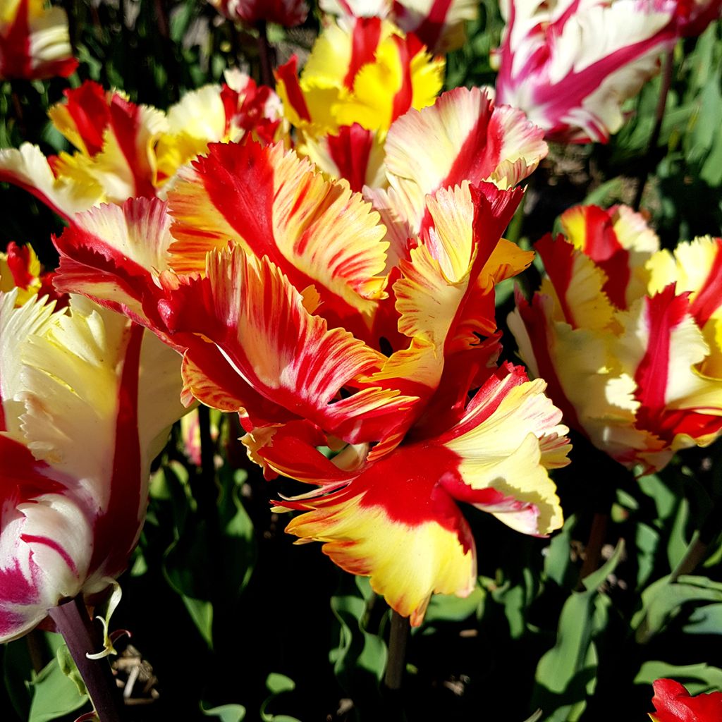 Tulipe Perroquet Flaming Parrot