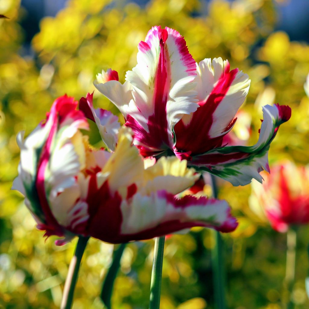 Tulipe Perroquet Flaming Parrot