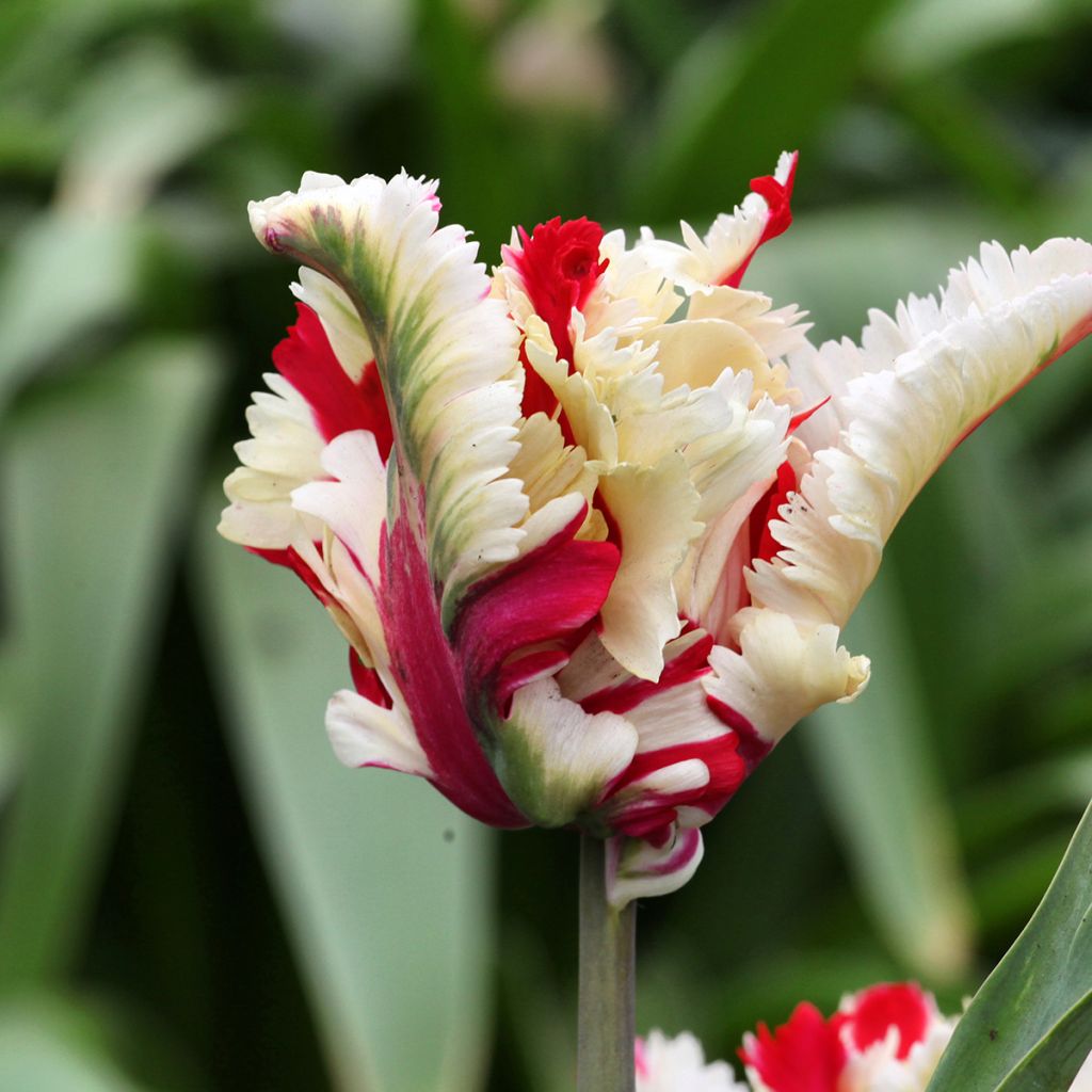 Tulipe Perroquet Flaming Parrot